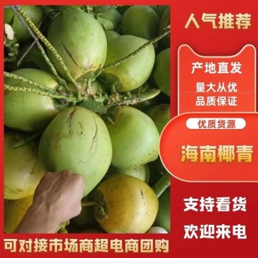 海南椰子，皮薄肉厚，汁水香甜，口感**，大量供应电商市场