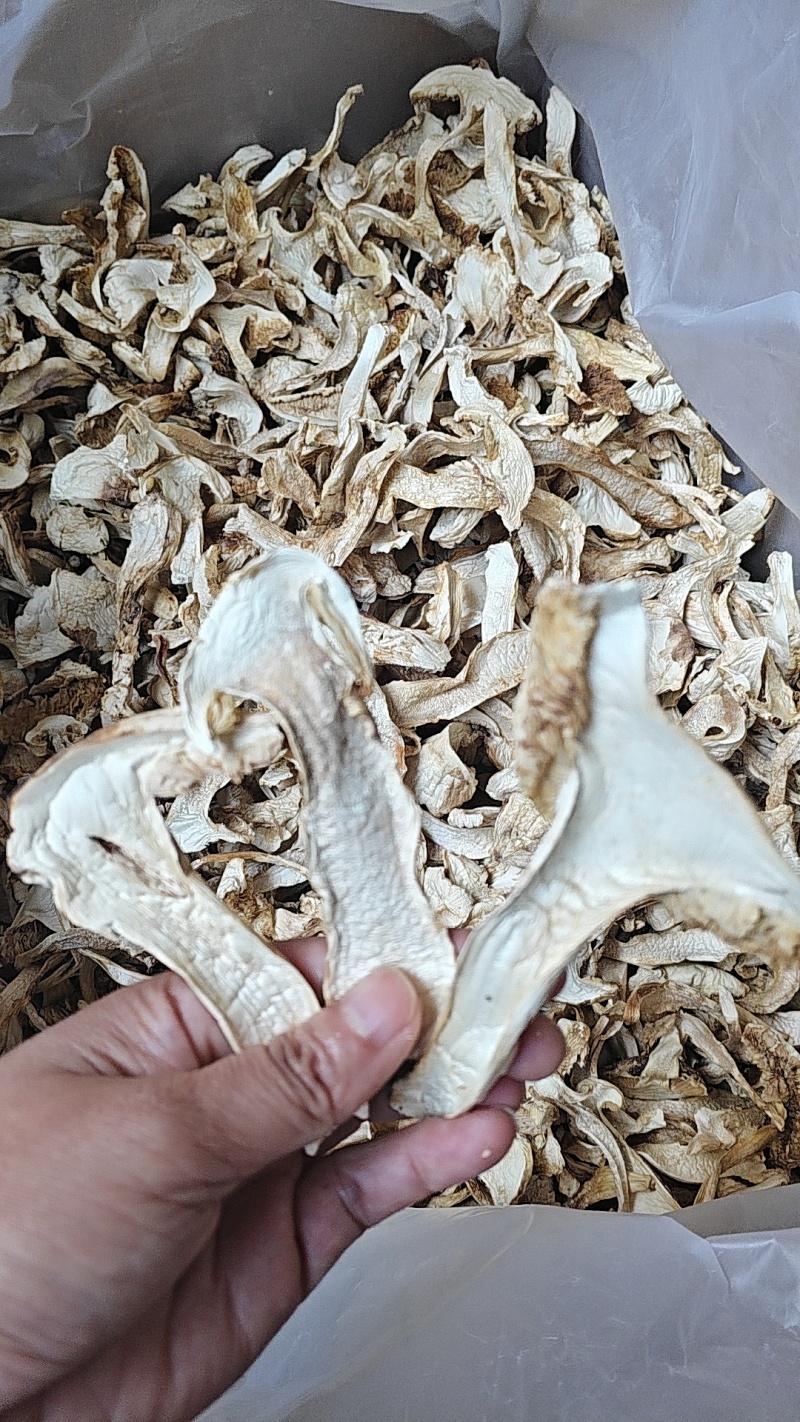 云南楚雄禄丰示去皮松茸干片，产地直发，对接全国厂