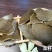 精品菜籽饼青饼全国发货，品质保证，量大从优