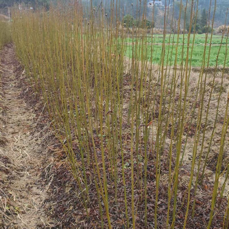 青钱柳小苗一年生青钱柳地径1公分青钱柳小苗60高青钱柳小