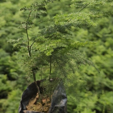 文竹基地直发/规格齐全/大量供应量大价优欢迎来电咨询