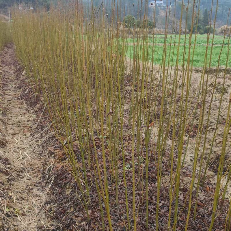 青钱柳小苗一年生青钱柳地径1公分青钱柳小苗60高青钱柳小