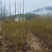 青钱柳小苗一年生青钱柳地径1公分青钱柳小苗60高青钱柳小