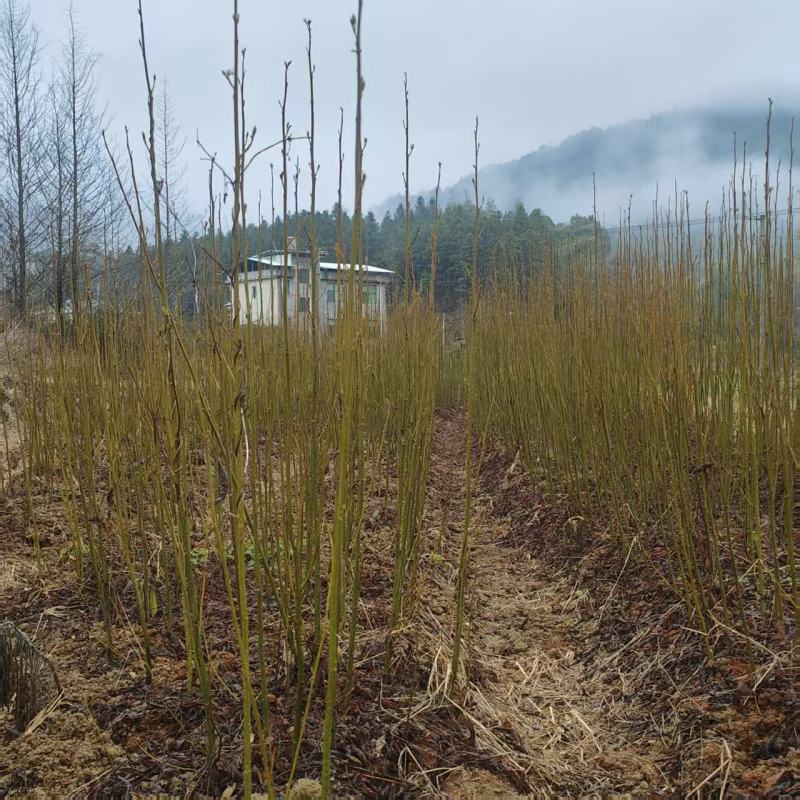 青钱柳小苗一年生青钱柳地径1公分青钱柳小苗60高青钱柳小