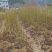 青钱柳小苗一年生青钱柳地径1公分青钱柳小苗60高青钱柳小