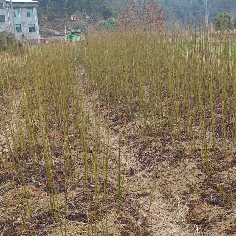 青钱柳小苗一年生青钱柳地径1公分青钱柳小苗60高青钱柳小