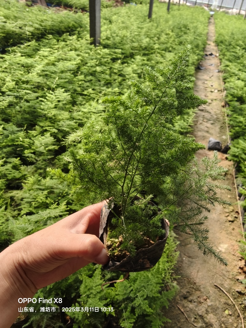 文竹基地直发/规格齐全/大量供应量大价优欢迎来电咨询