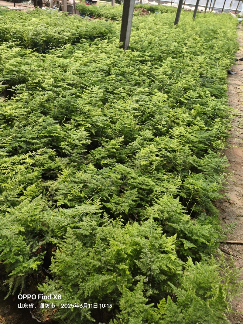 文竹基地直发/规格齐全/大量供应量大价优欢迎来电咨询