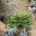 文竹基地直发/规格齐全/大量供应量大价优欢迎来电咨询