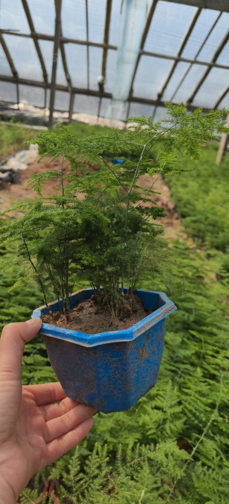 文竹基地直发/规格齐全/大量供应量大价优欢迎来电咨询