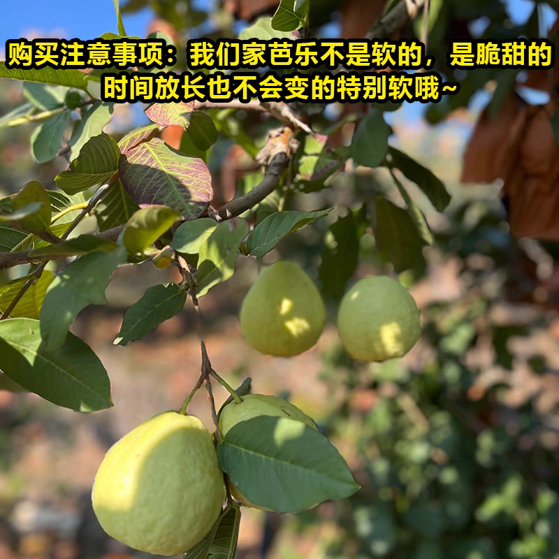 （芭乐）红心芭乐，白心芭乐/产地货源/全年供应电商市场
