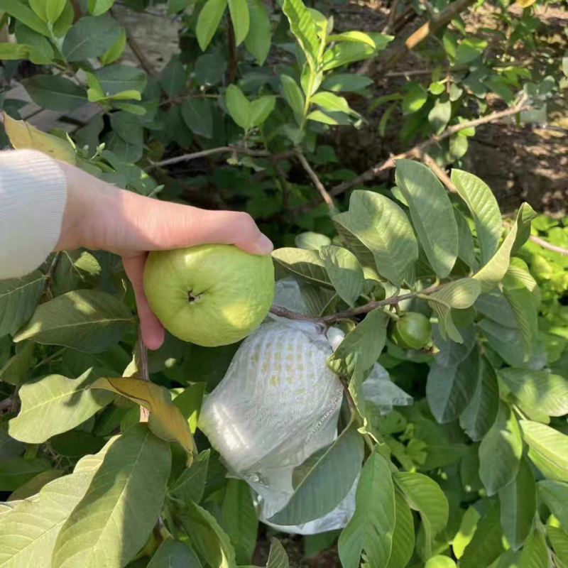 （芭乐）红心芭乐，白心芭乐/产地货源/全年供应电商市场
