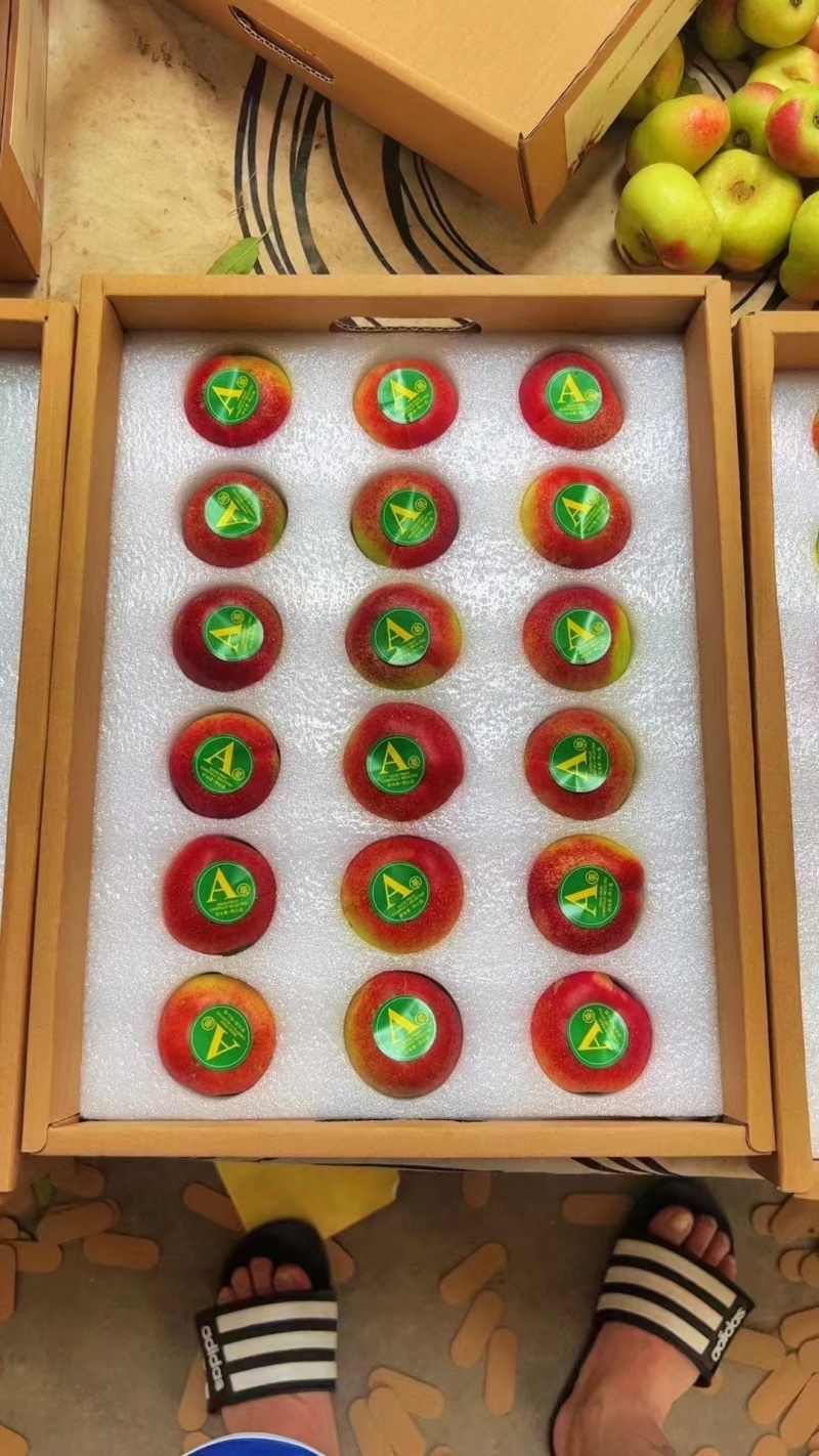 大棚明月油蟠桃，纽扣油蟠桃，油蟠桃，大量有货有意联系