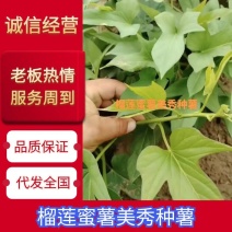 榴莲美秀，丝滑，西瓜红，西露库，慕菲勒，太紫一号，红东，