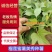 榴莲美秀，丝滑，西瓜红，西露库，慕菲勒，太紫一号，红东，