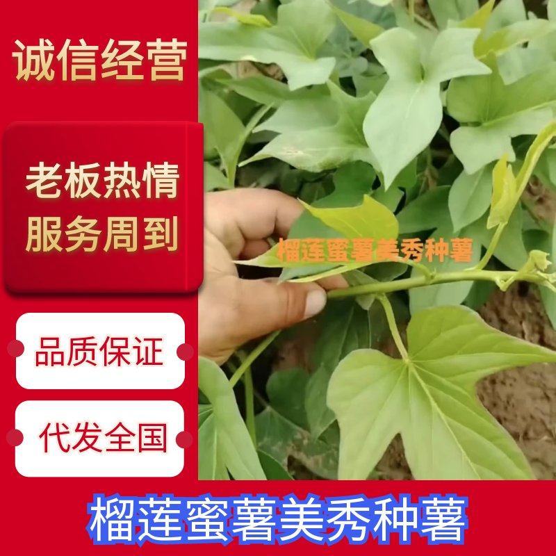 榴莲美秀，丝滑，西瓜红，西露库，慕菲勒，太紫一号，红东，