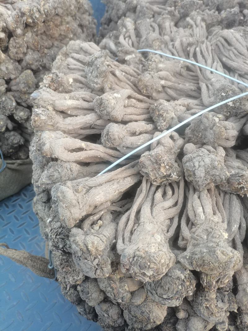 【精品岷县当归】甘肃产地直供一手货源质量保证全国发货