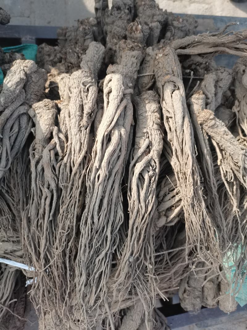 【精品岷县当归】甘肃产地直供一手货源质量保证全国发货