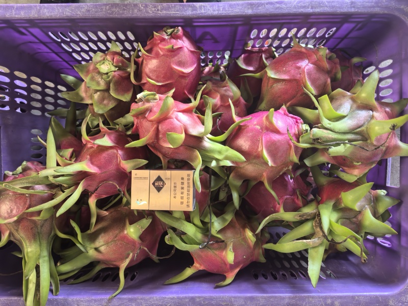 越南火龙果