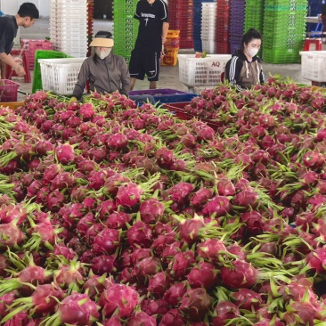 越南火龙果