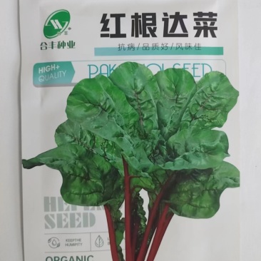 红根达菜种子-耐热耐寒抗病连续采收