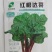 红根达菜种子-耐热耐寒抗病连续采收