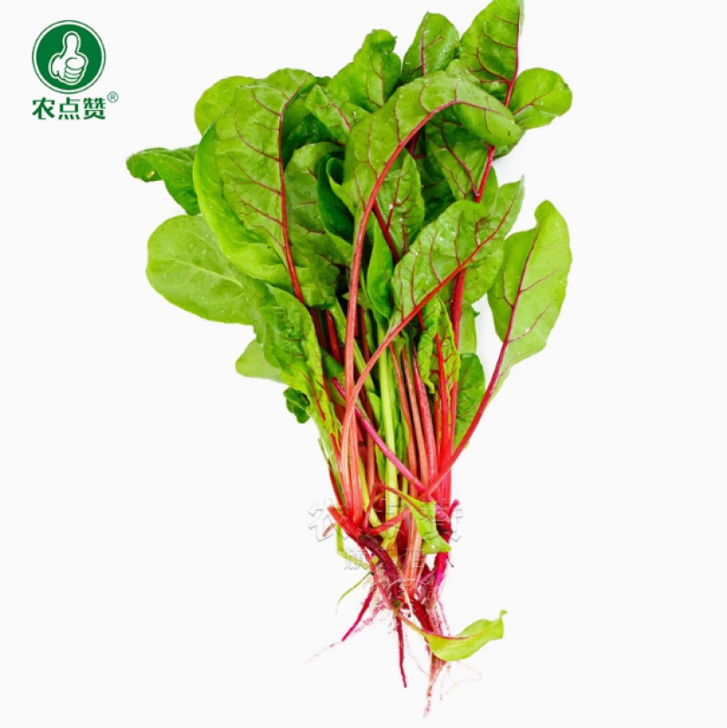 红根达菜种子-耐热耐寒抗病连续采收