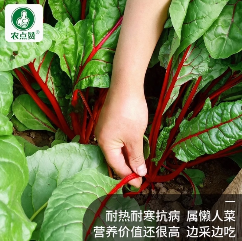 红根达菜种子-耐热耐寒抗病连续采收