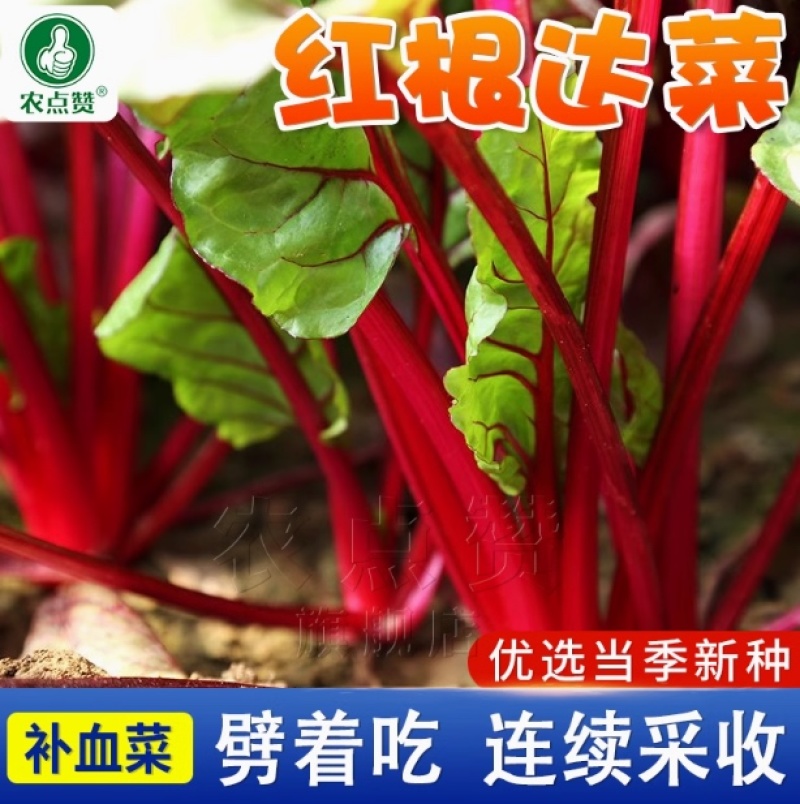 红根达菜种子-耐热耐寒抗病连续采收