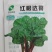 红根达菜种子-耐热耐寒抗病连续采收