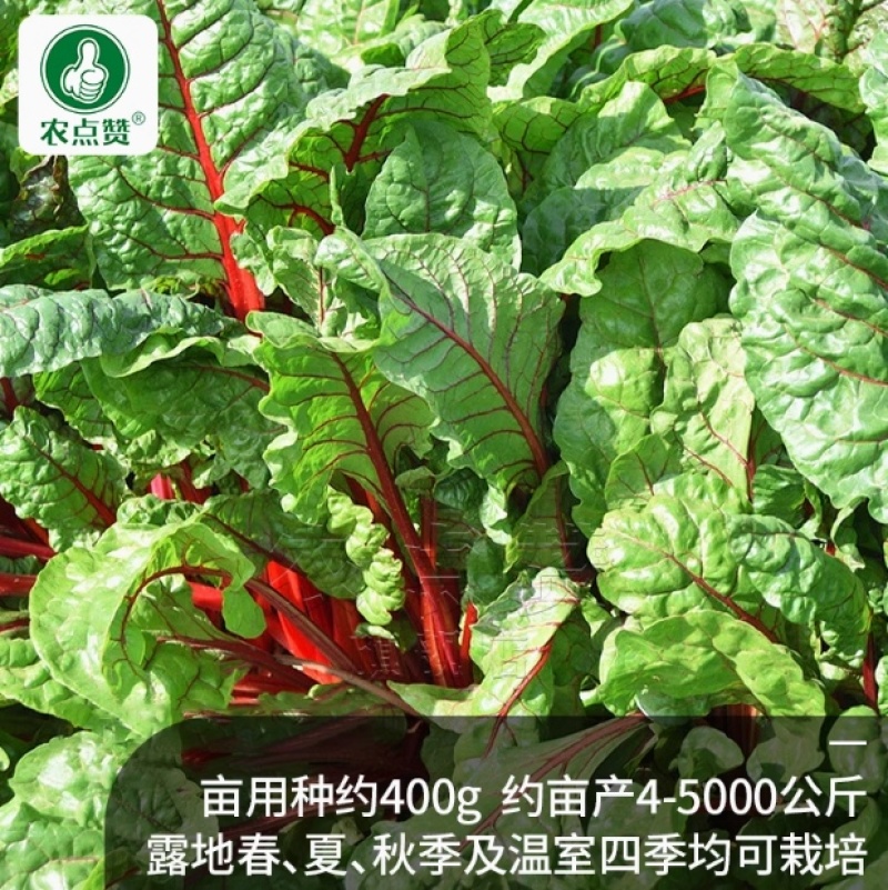 红根达菜种子-耐热耐寒抗病连续采收