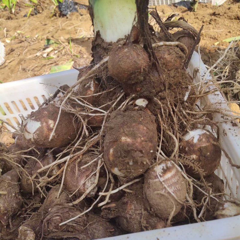 芋头种脱毒毛芋种牛奶8520芋头种带芽发货技指导