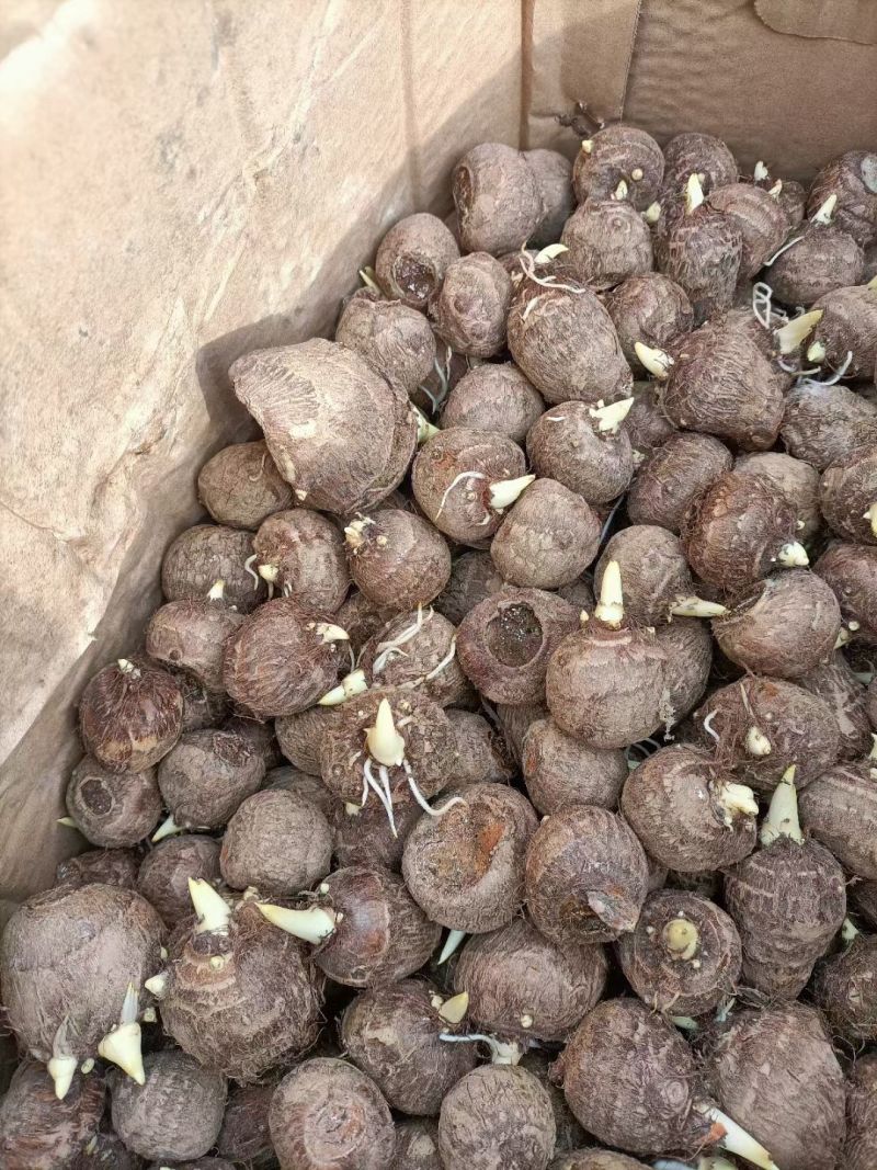 芋头种脱毒毛芋种牛奶8520芋头种带芽发货技指导