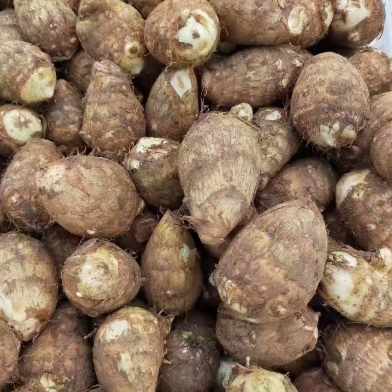 芋头种脱毒毛芋种牛奶8520芋头种带芽发货技指导