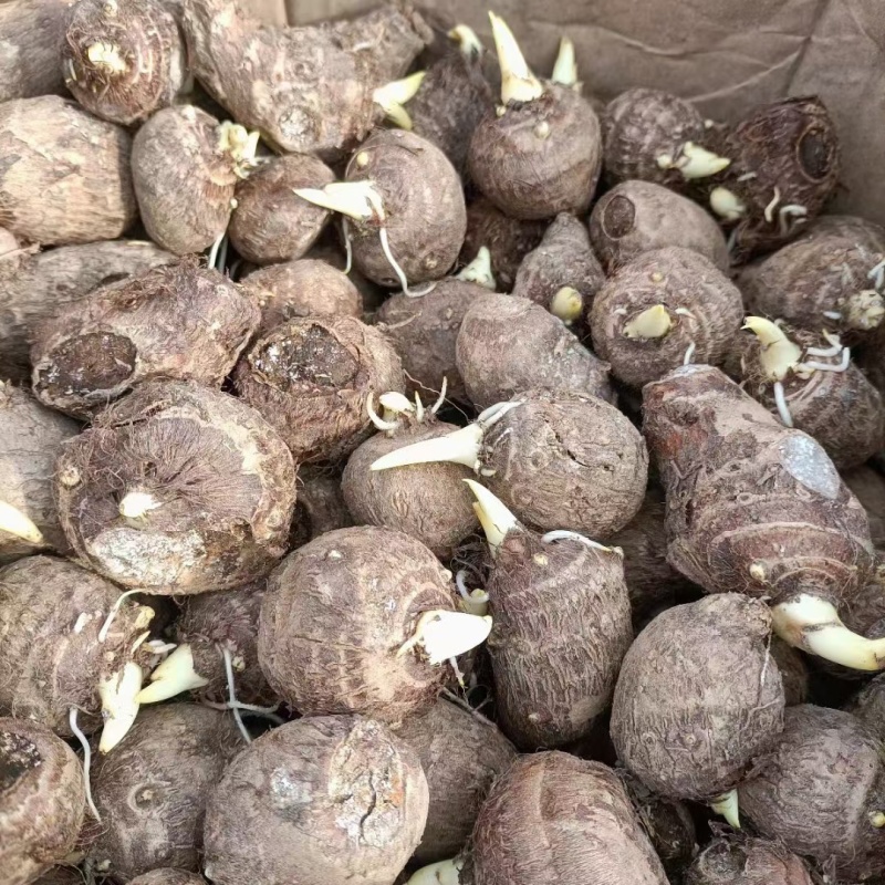 芋头种脱毒毛芋种牛奶8520芋头种带芽发货技指导