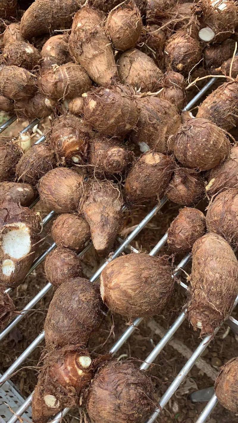 芋头种脱毒毛芋种牛奶8520芋头种带芽发货技指导