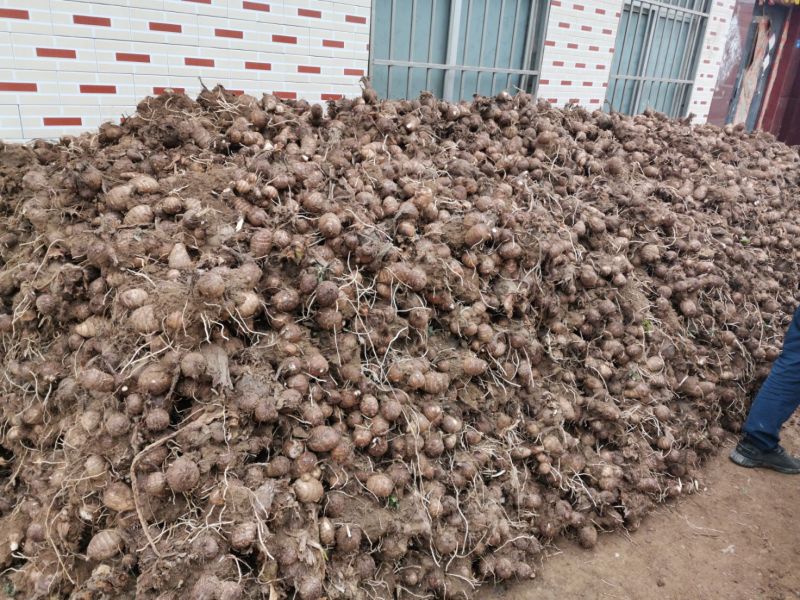芋头种脱毒毛芋种牛奶8520芋头种带芽发货技指导