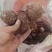 芋头种脱毒毛芋种牛奶8520芋头种带芽发货技指导