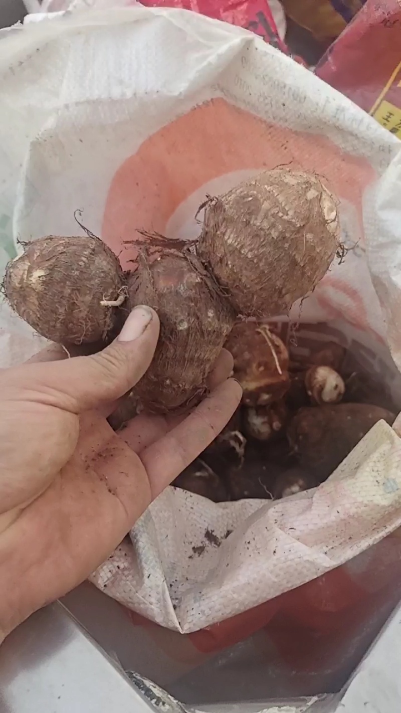芋头种脱毒毛芋种牛奶8520芋头种带芽发货技指导
