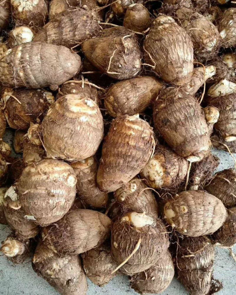 芋头种脱毒毛芋种牛奶8520芋头种带芽发货技指导