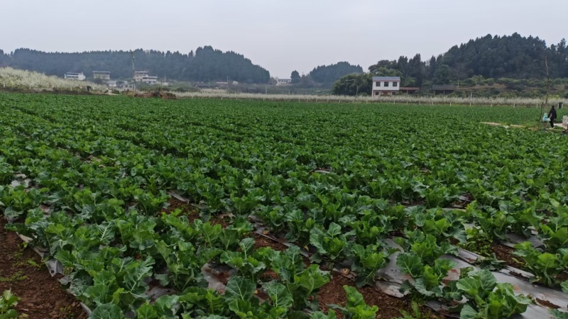 **土地，特别适合种蔬菜交通水源总共都方便。