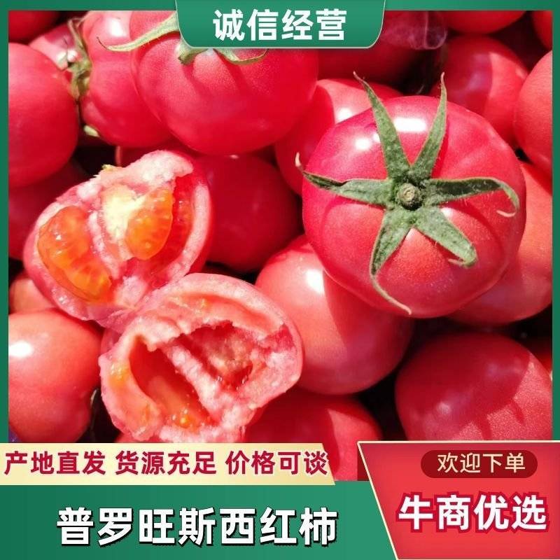 山西晋中普罗旺斯西红柿大量供应现摘现发对接商超市场