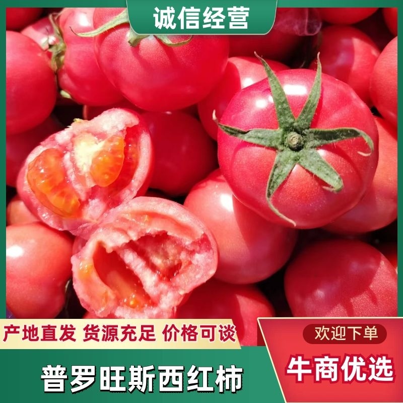 山西晋中普罗旺斯西红柿大量供应现摘现发对接商超市场