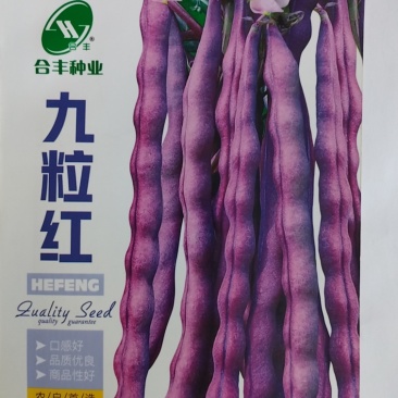 九粒红芸豆种子-产量高富含花青素口感好品质优良