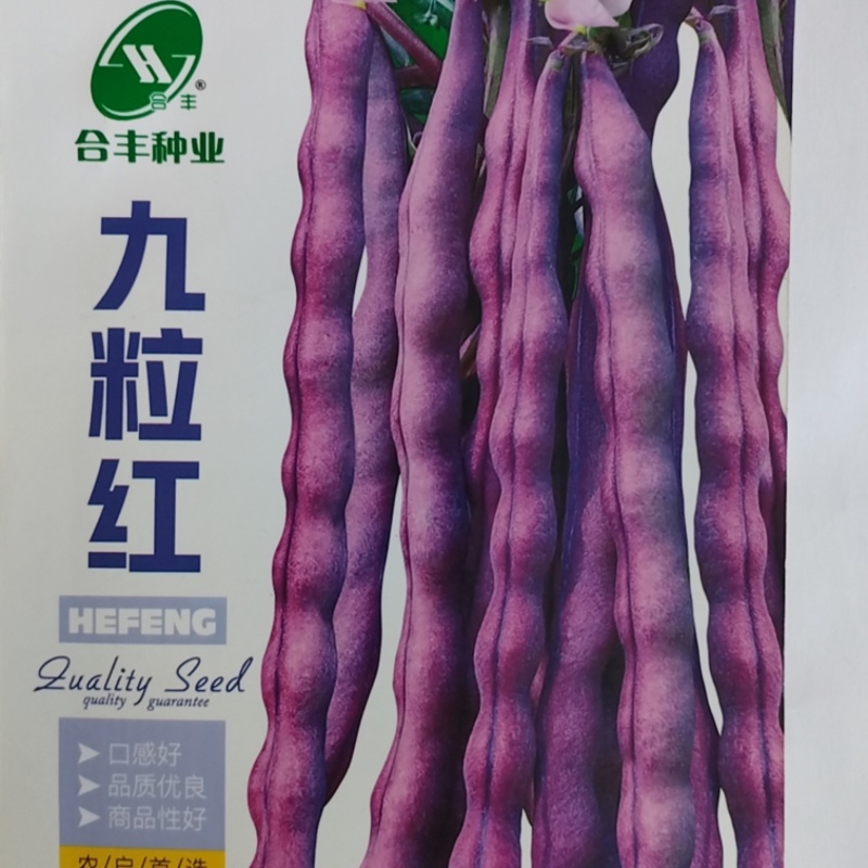 九粒红芸豆种子-产量高富含花青素口感好品质优良