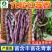 九粒红芸豆种子-产量高富含花青素口感好品质优良