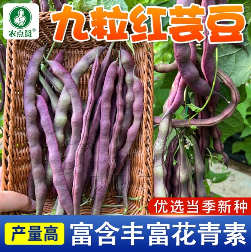 九粒红芸豆种子-产量高富含花青素口感好品质优良