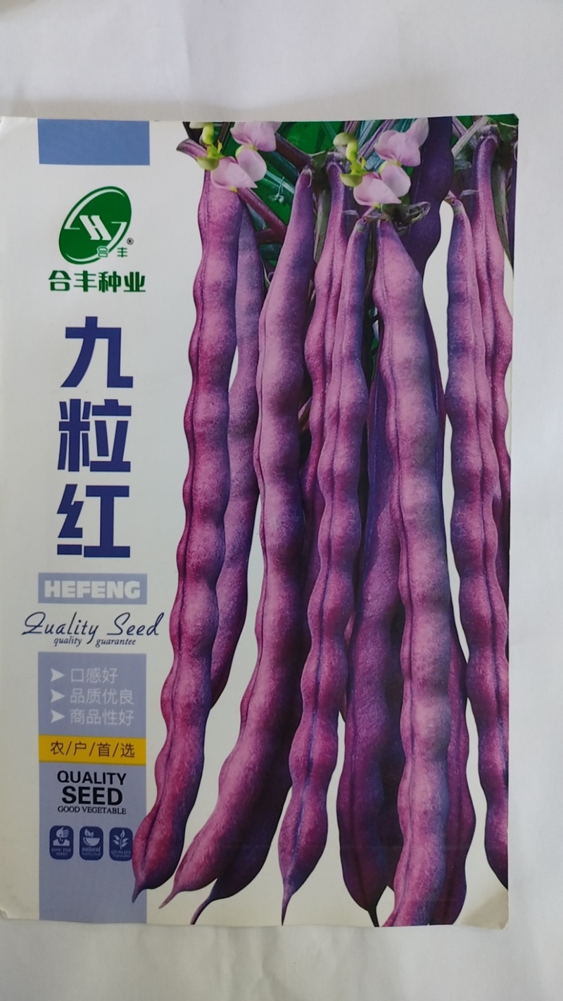九粒红芸豆种子-产量高富含花青素口感好品质优良
