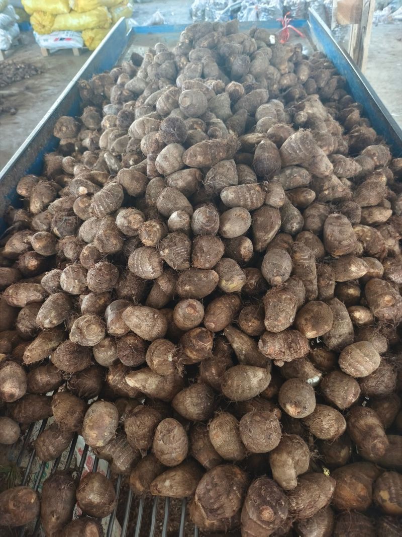 芋头种脱毒毛芋种牛奶8520芋头种带芽发货技指导