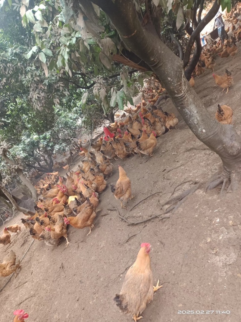 广西玉林现货，散养，肉质细嫩，180天